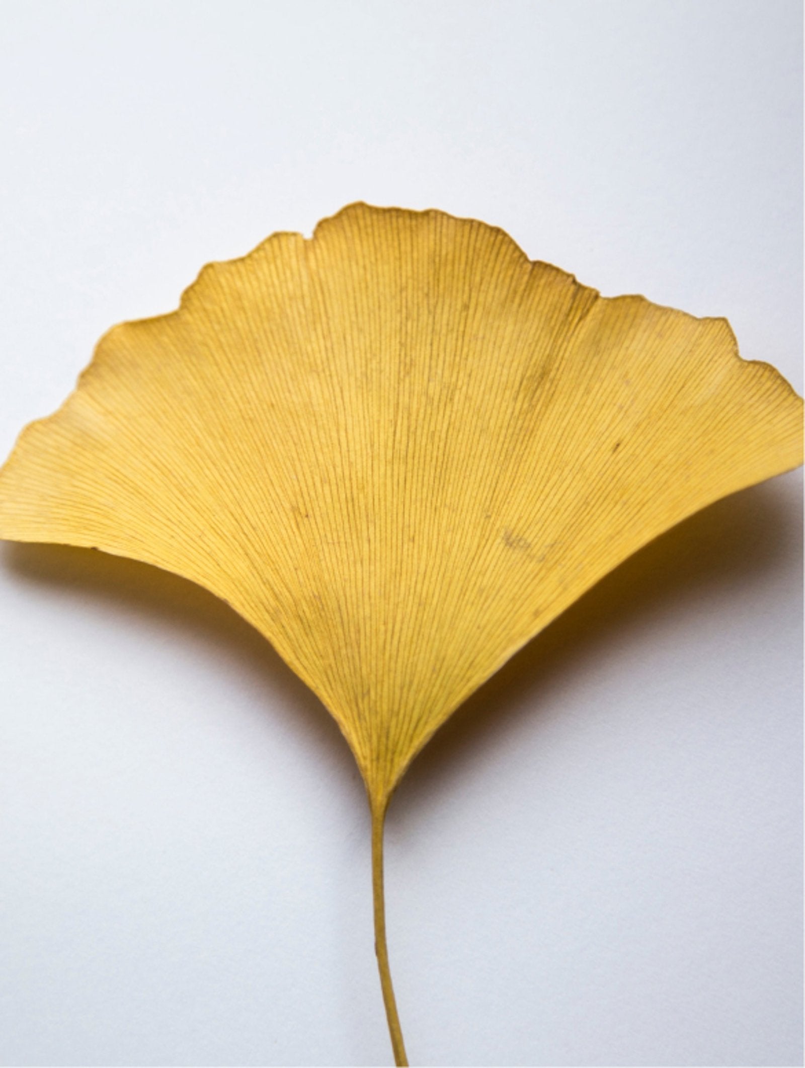Antioxidant Ginkgo Gel Booster texture