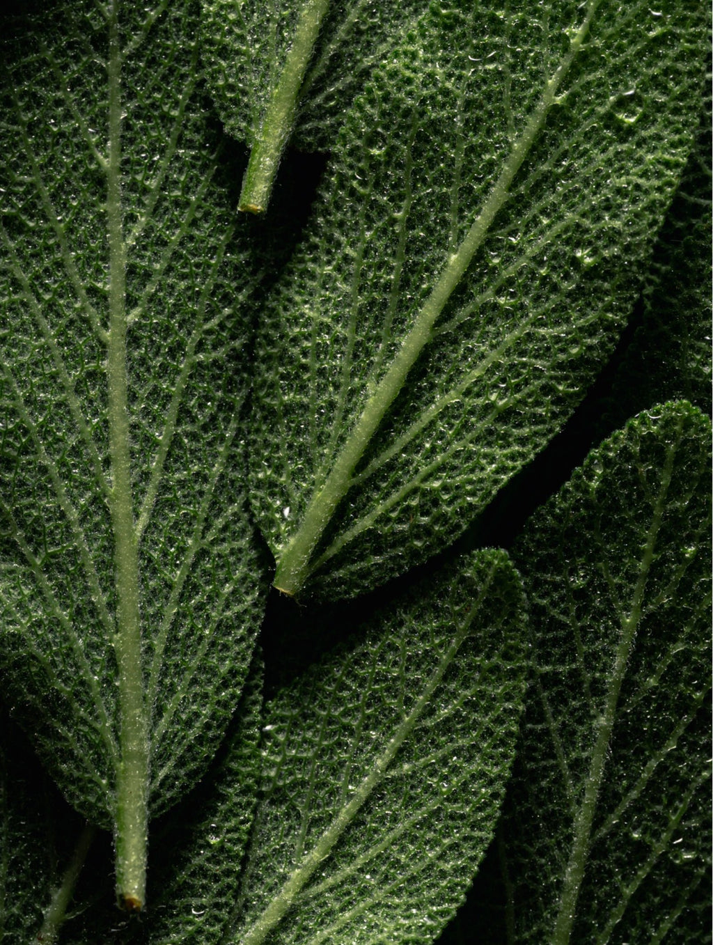 Omega 6-9 Glowing Skin Body Oil texture