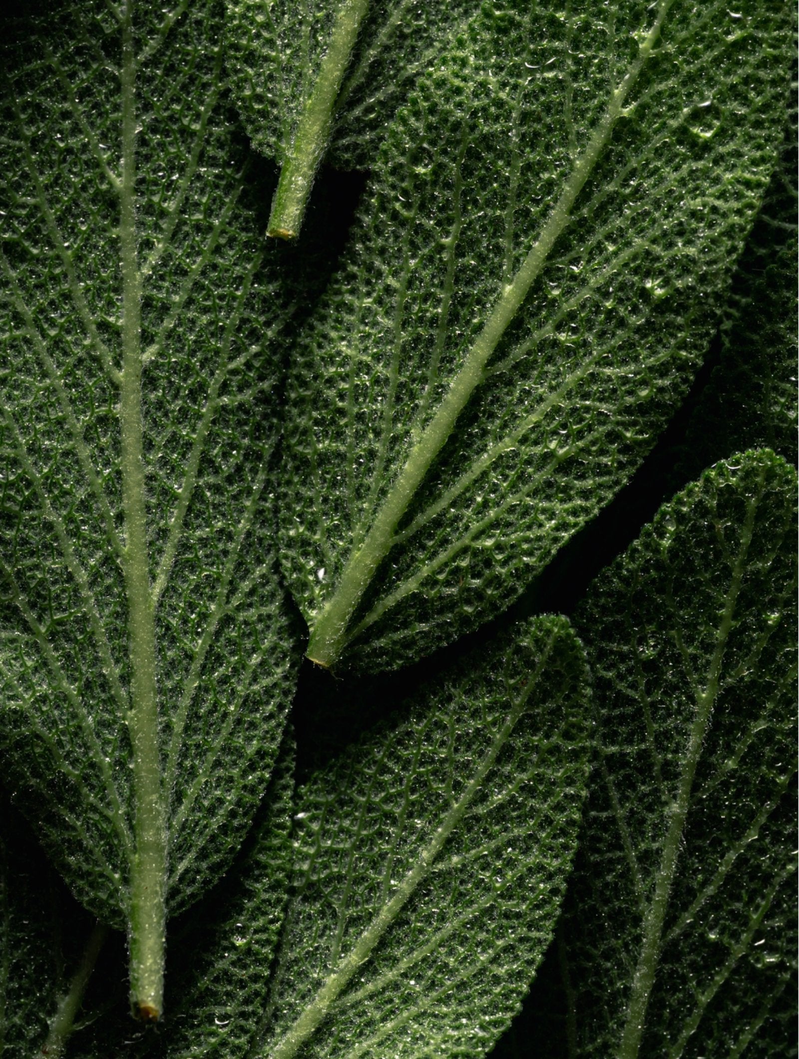 Omega 6-9 Glowing Skin Body Oil texture