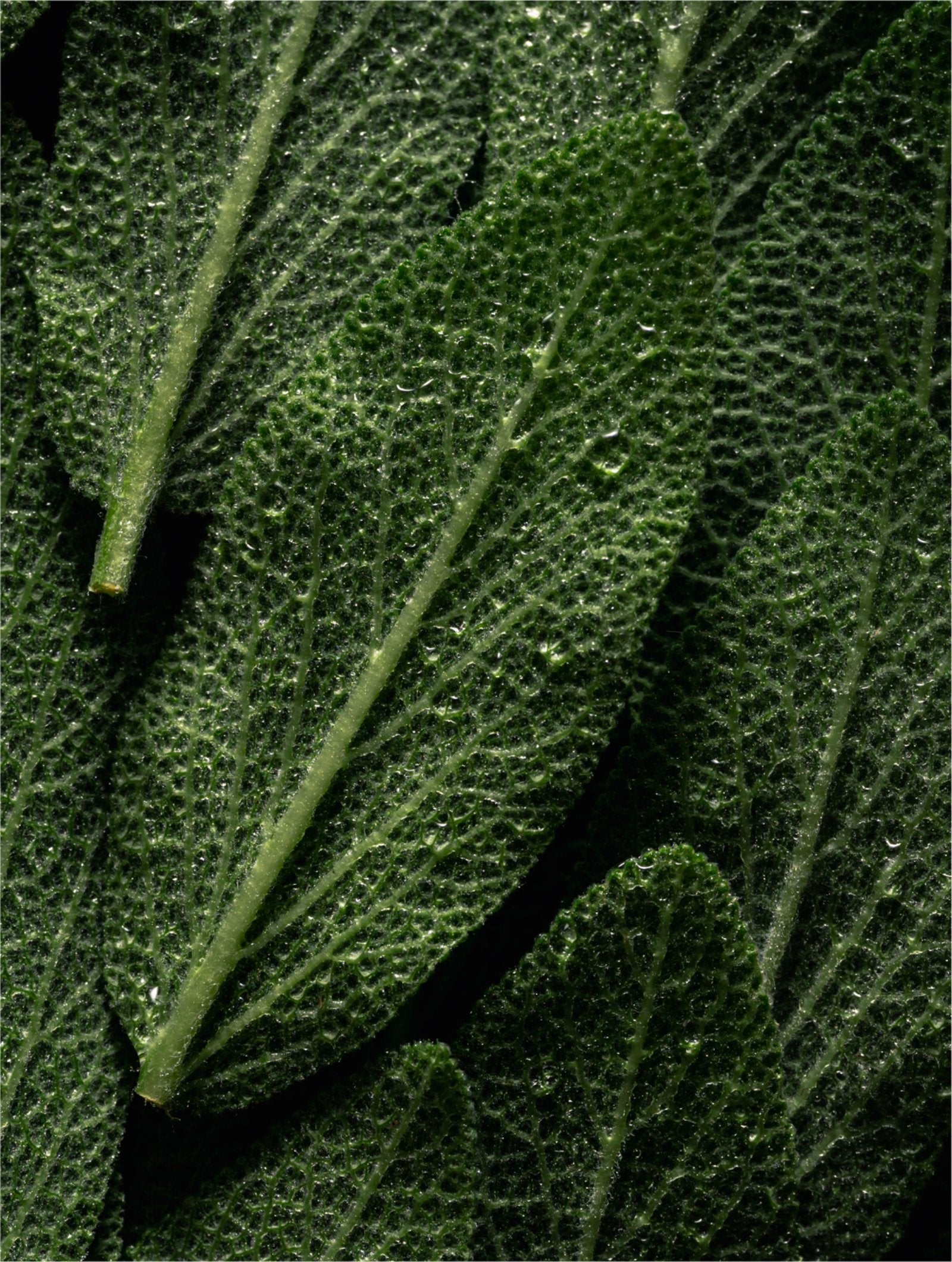 Microbiome Prebiotics Face Mist texture